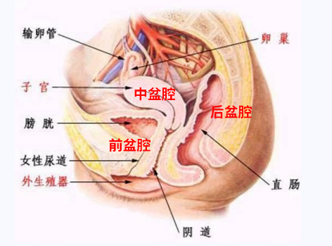 產(chǎn)后盆底康復(fù)，要不要做？