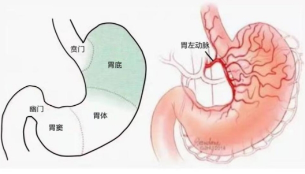 不開刀不吃藥不餓肚子，微創(chuàng)介入減肥靠譜嗎？